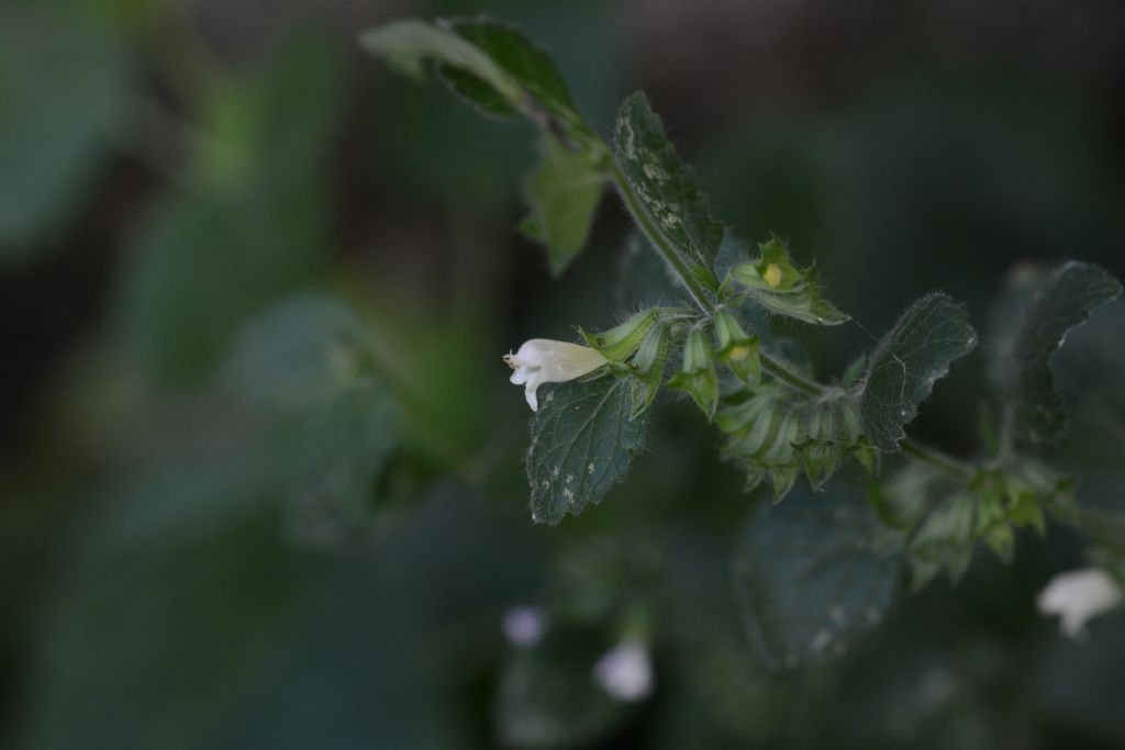 Lamiaceae: Melissa officinalis